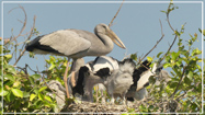 Asian Openbill Nesting