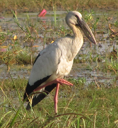 Asian Openbill