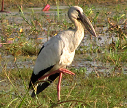 Asian Openbill