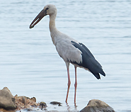 Asian Openbill