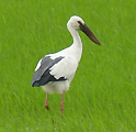 Asian Openbill