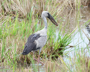 Asian Openbill