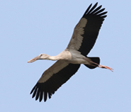 Asian Openbill