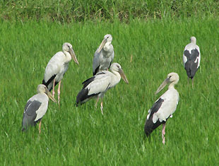 Asian Openbills