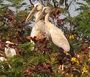 Asian Openbills