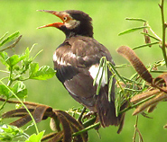 Asian Pied Myna