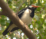 Asian Pied Myna
