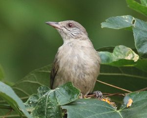 Ayeyarwady Bulbul