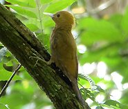 Bamboo Woodpecker