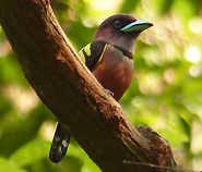 Banded Broadbill