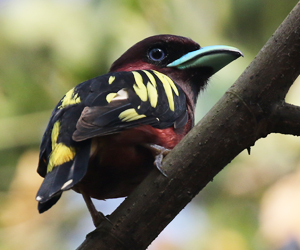 Banded Broadbill