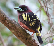 Banded Broadbill