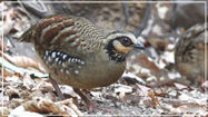 Bar-backed Partridge