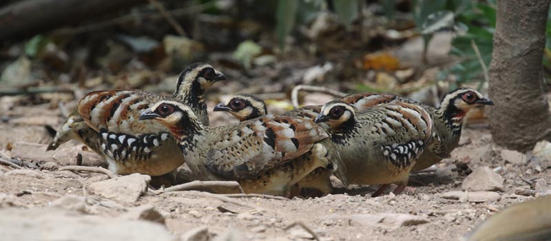 Bar-backed Partridges