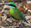 Bar-bellied Pitta