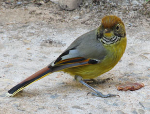 Chestnut-tailed Minla