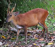 Barking Deer