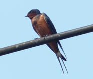 Barn Swallow tytleri