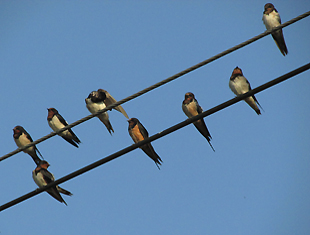 Barn Swallow