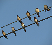 Barn Swallows