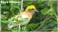 Baya Weaver nesting