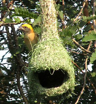Baya Weaver