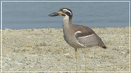 Beach Thick-knee