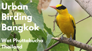 Birding in a Bangkok Temple