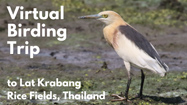 Virtual Birding Trip to Lat Krabang