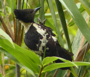 Black-and-buff Woodpecker