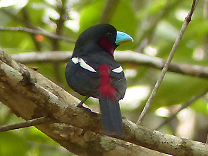 Black-and-red Broadbill