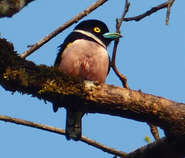 Black-and-yellow Broadbill