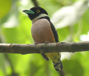Black-and-yellow Broadbill