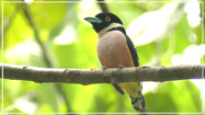 Black-and-yellow Broadbill