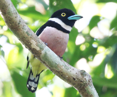 Black-and-yellow Broadbill