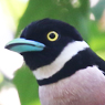 Black-and-yellow Broadbill