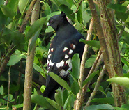 Black Baza