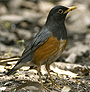 Black-breasted Thrush