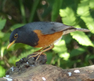 Black-breasted Thrush