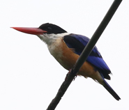 Black-capped Kingfisher