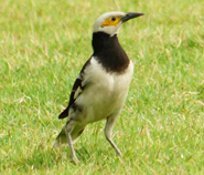 Black-collared Myna