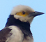 Black-collared Starling