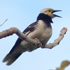 Black-collared Starling