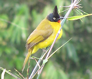 Black-crested Bulbul