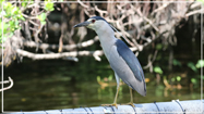 Black-crowned Night Heron