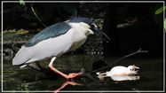 Black-crowned Night Heron