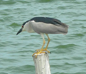 Black-crowned Night Heron