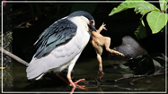 Black-crowned Night Heron