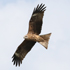 Black-eared Kite