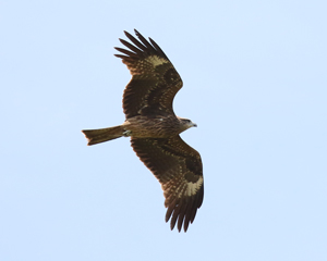 Black-eared Kite